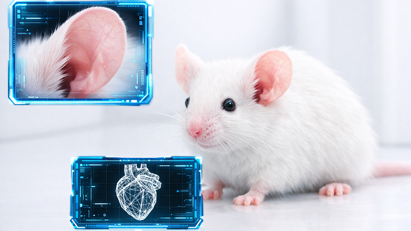 AIxXRによる臓器認識プログラム